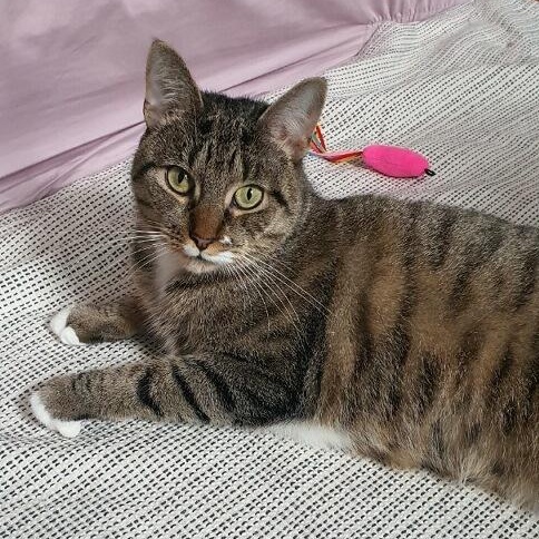 Enlarge Bones, a ADOPTABLE Domestic Short Hair in New york, NY image 6/6