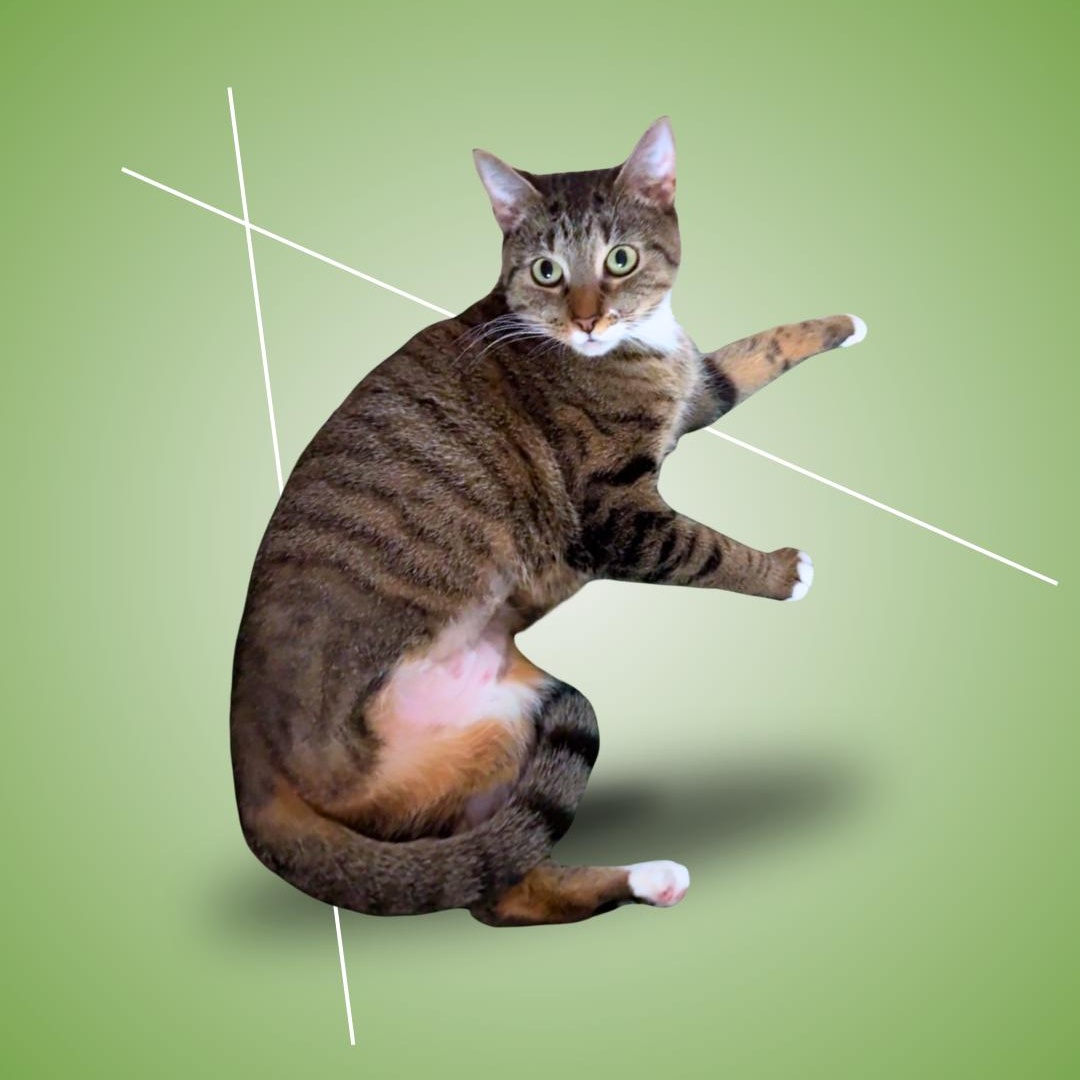 Enlarge Bones, a ADOPTABLE Domestic Short Hair in New york, NY image 1/5