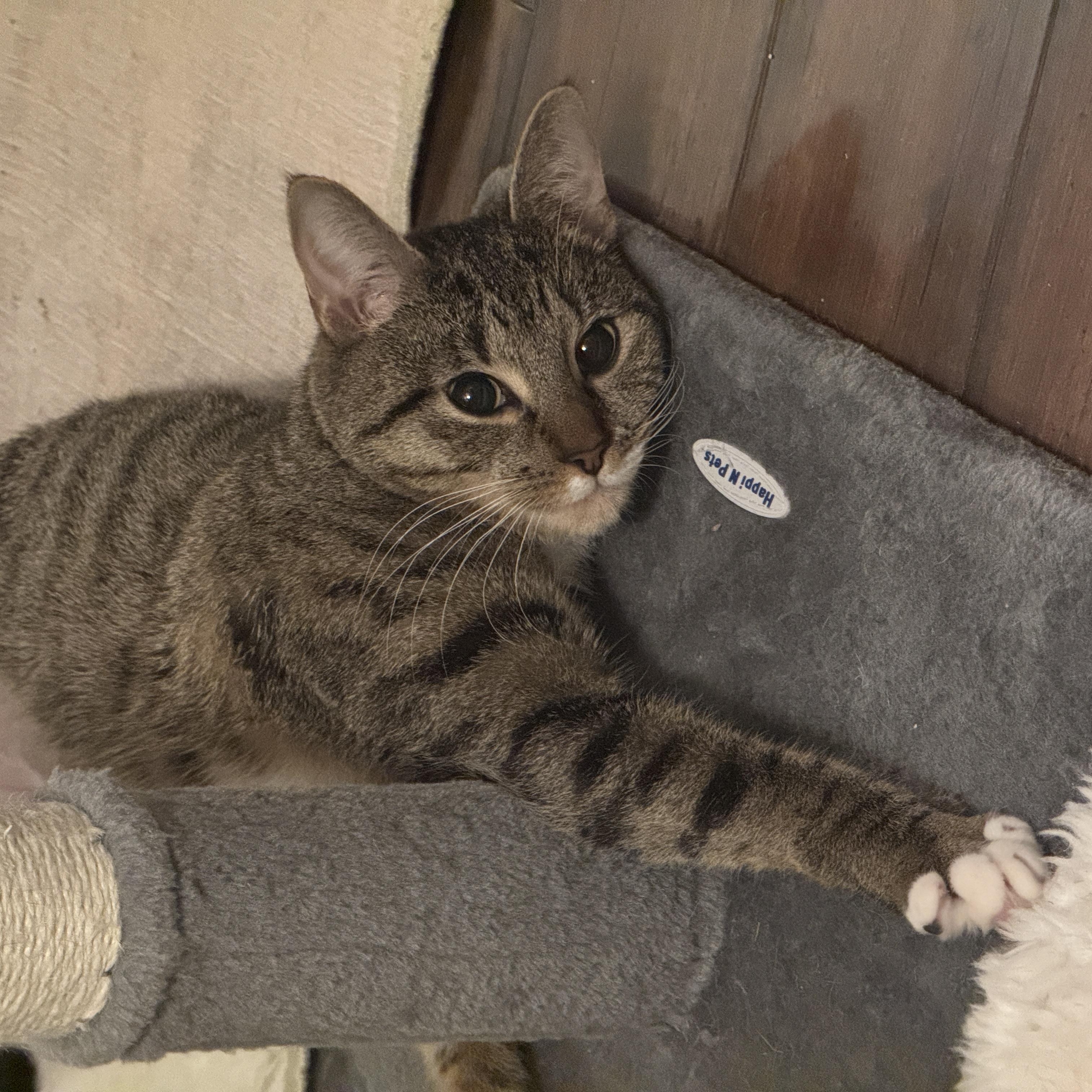 Enlarge Bones, a ADOPTABLE Domestic Short Hair in New york, NY image 4/4