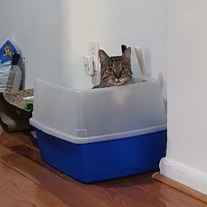 Enlarge Bones, a ADOPTABLE Domestic Short Hair in New york, NY image 4/6