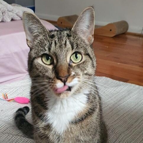 Bones, ADOPTABLE, Young Female Domestic Short Hair.