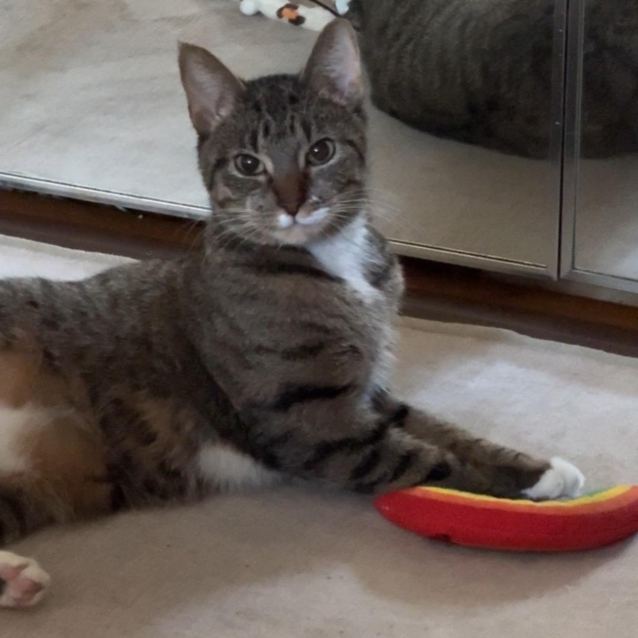 Enlarge Bones, a ADOPTABLE Domestic Short Hair in New york, NY image 2/4