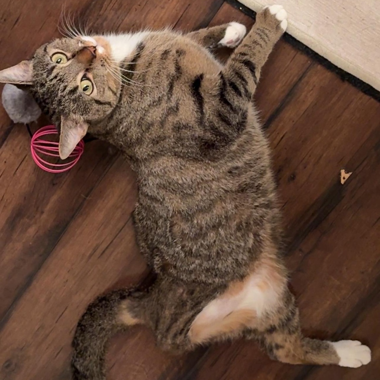 Enlarge Bones, a ADOPTABLE Domestic Short Hair in New york, NY image 3/4