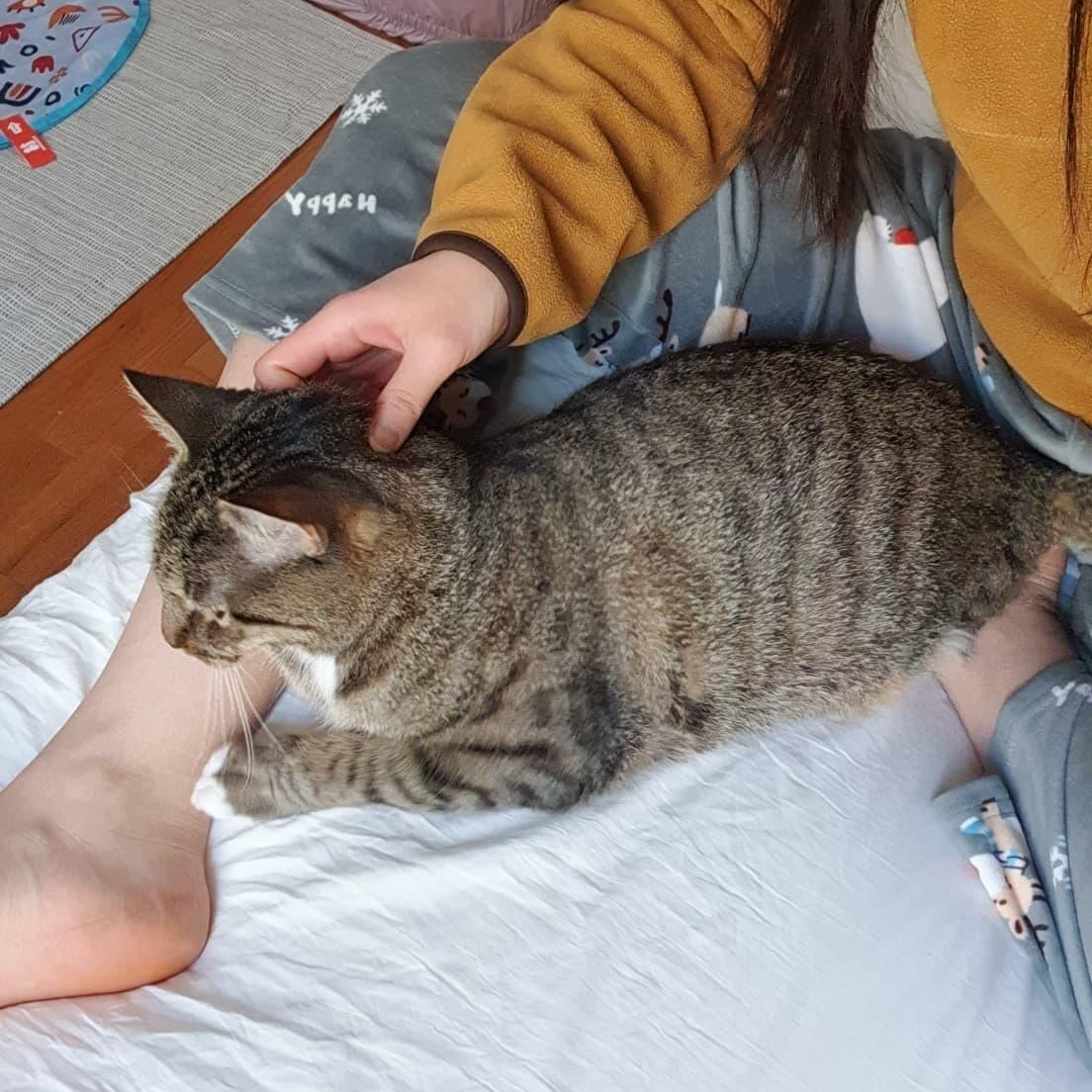 Enlarge Bones, a ADOPTABLE Domestic Short Hair in New york, NY image 5/6