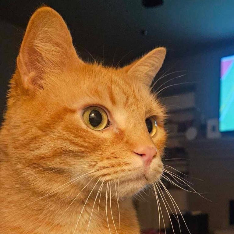 Max, Adoptable, Adult Male Domestic Short Hair.