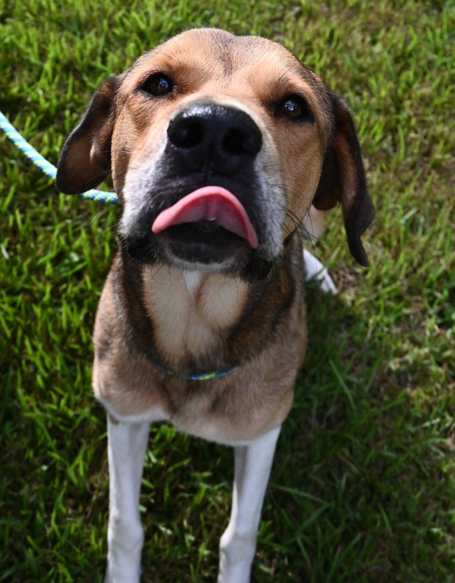 Enlarge Scrappy. (Such a Sweetie), a Adoptable mixed breed in Farmington, CT image 2/5