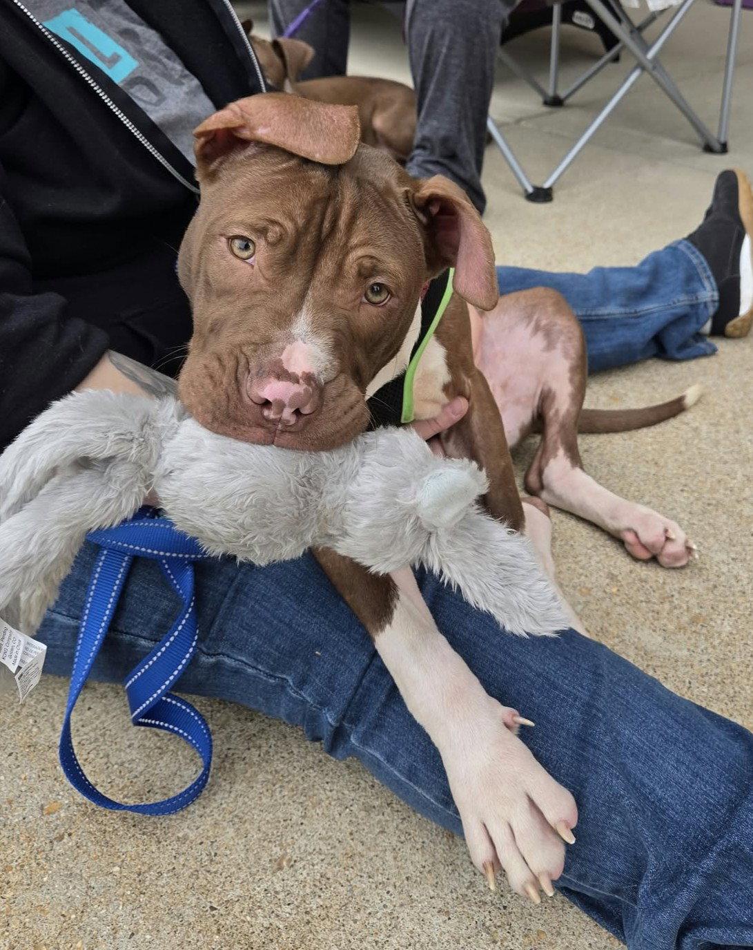 Enlarge Macaroni (puppy), a Adoptable Pit Bull Terrier in Spotsylvania, VA image 1/3