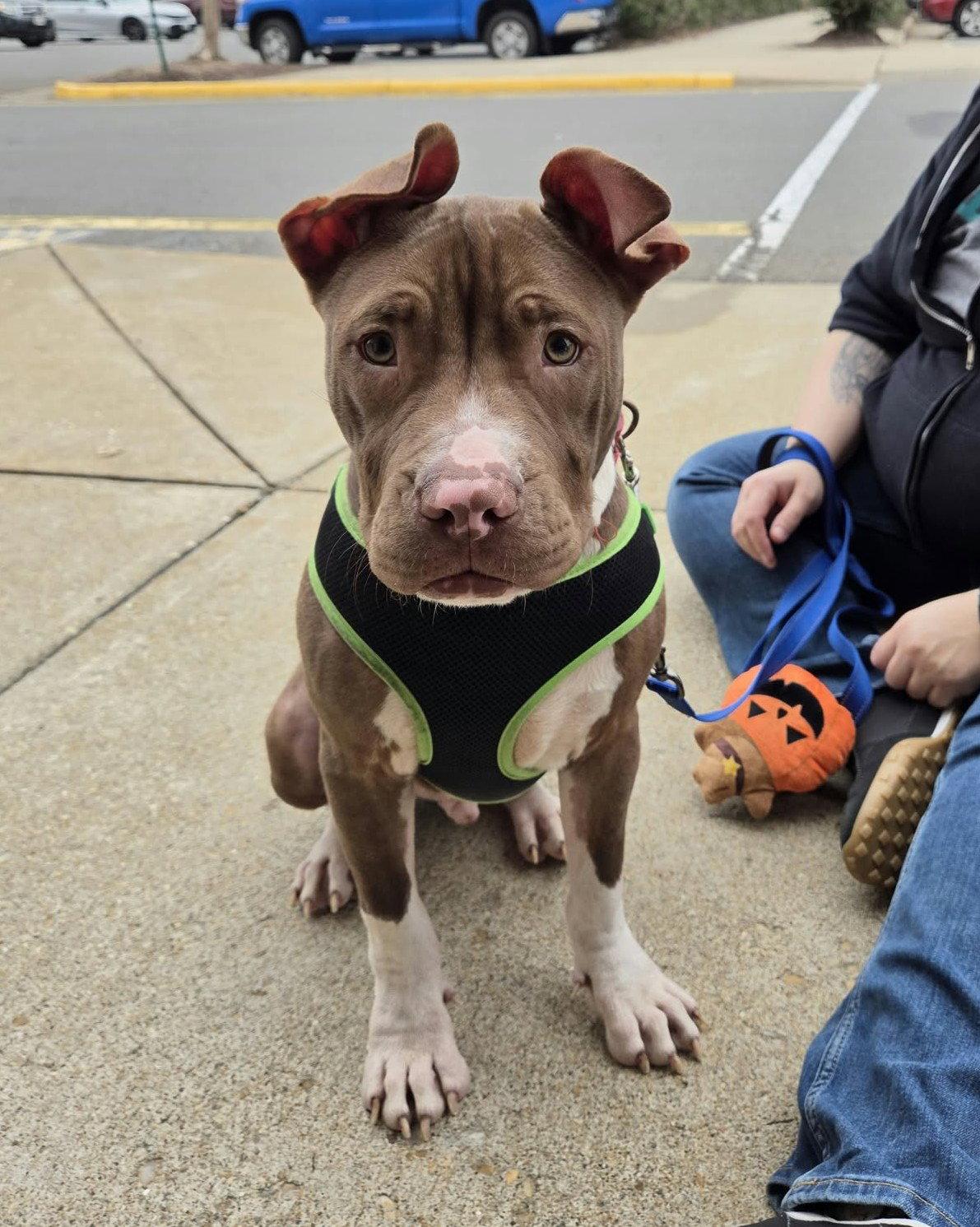 Enlarge Macaroni (puppy), a Adoptable Pit Bull Terrier in Spotsylvania, VA image 2/3