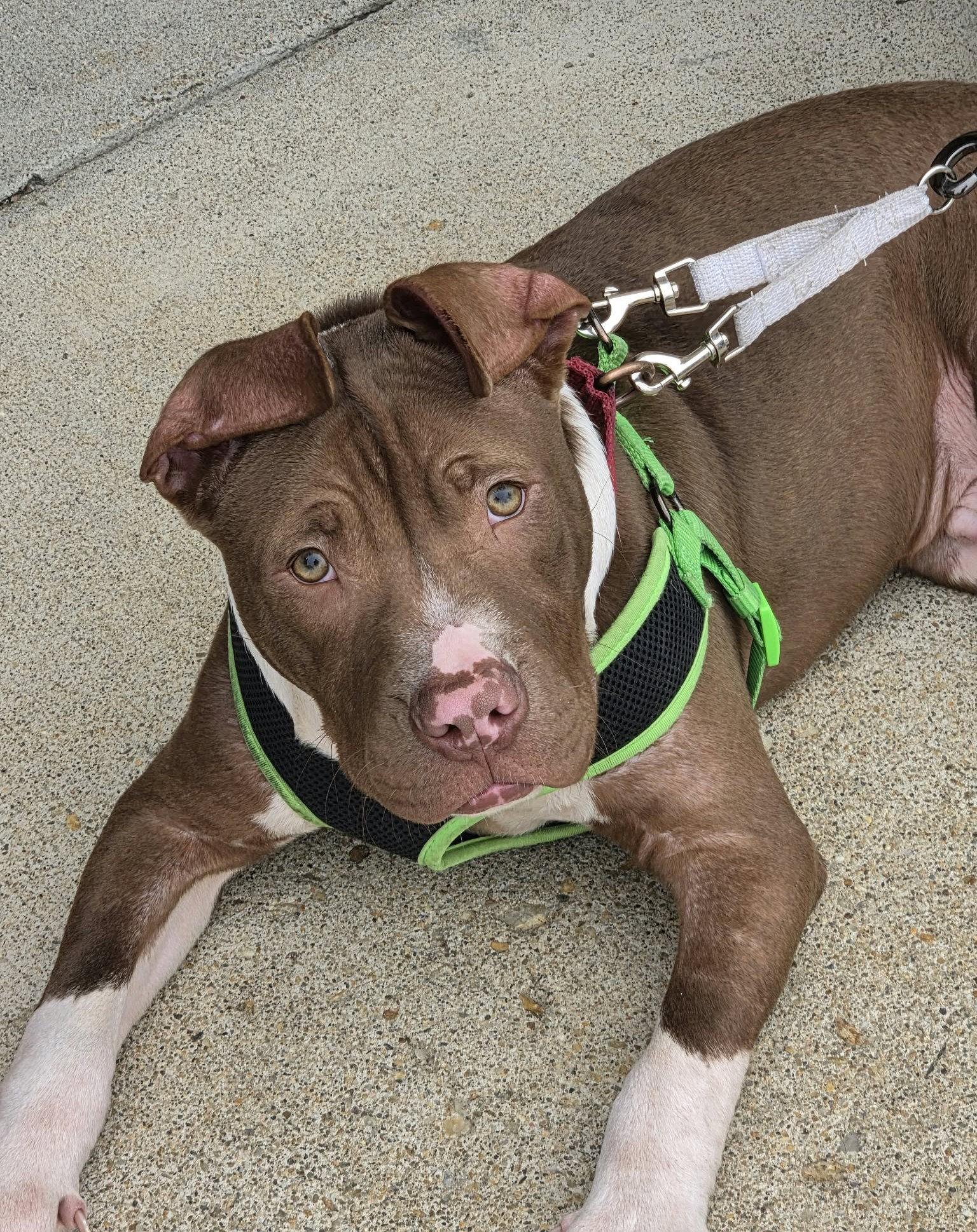 Enlarge Macaroni (puppy), a Adoptable Pit Bull Terrier in Spotsylvania, VA image 3/3