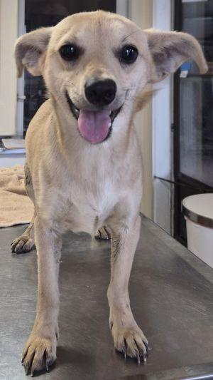 Enlarge Woody, an adopted Chihuahua in Savannah, MO image 1/1