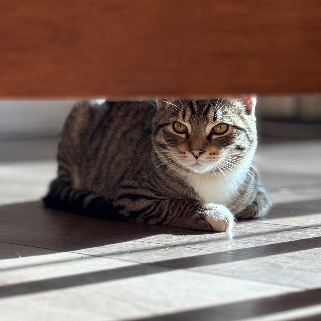 Enlarge Barbaro, a Adoptable Domestic Short Hair in Spokane, WA image 1/5