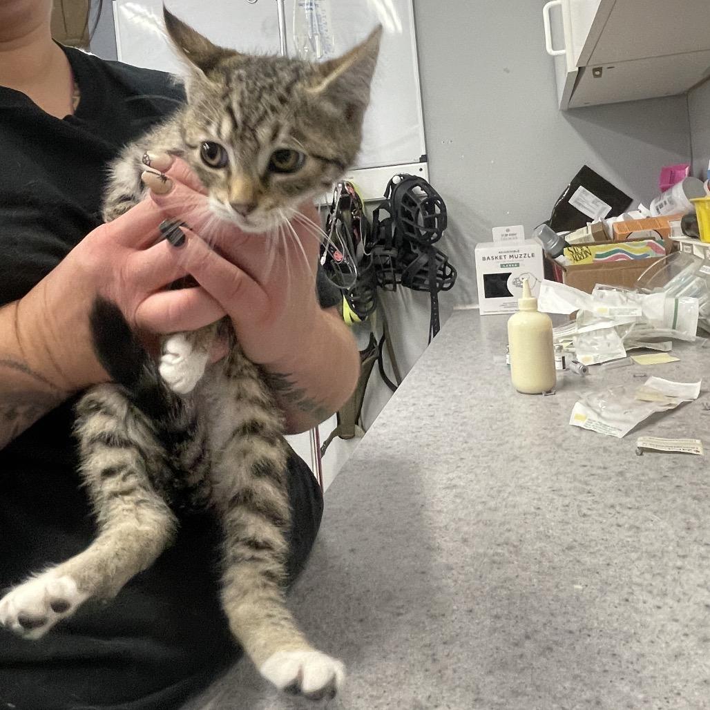 Enlarge Barbaro, a Adoptable Domestic Short Hair in Spokane, WA image 2/5