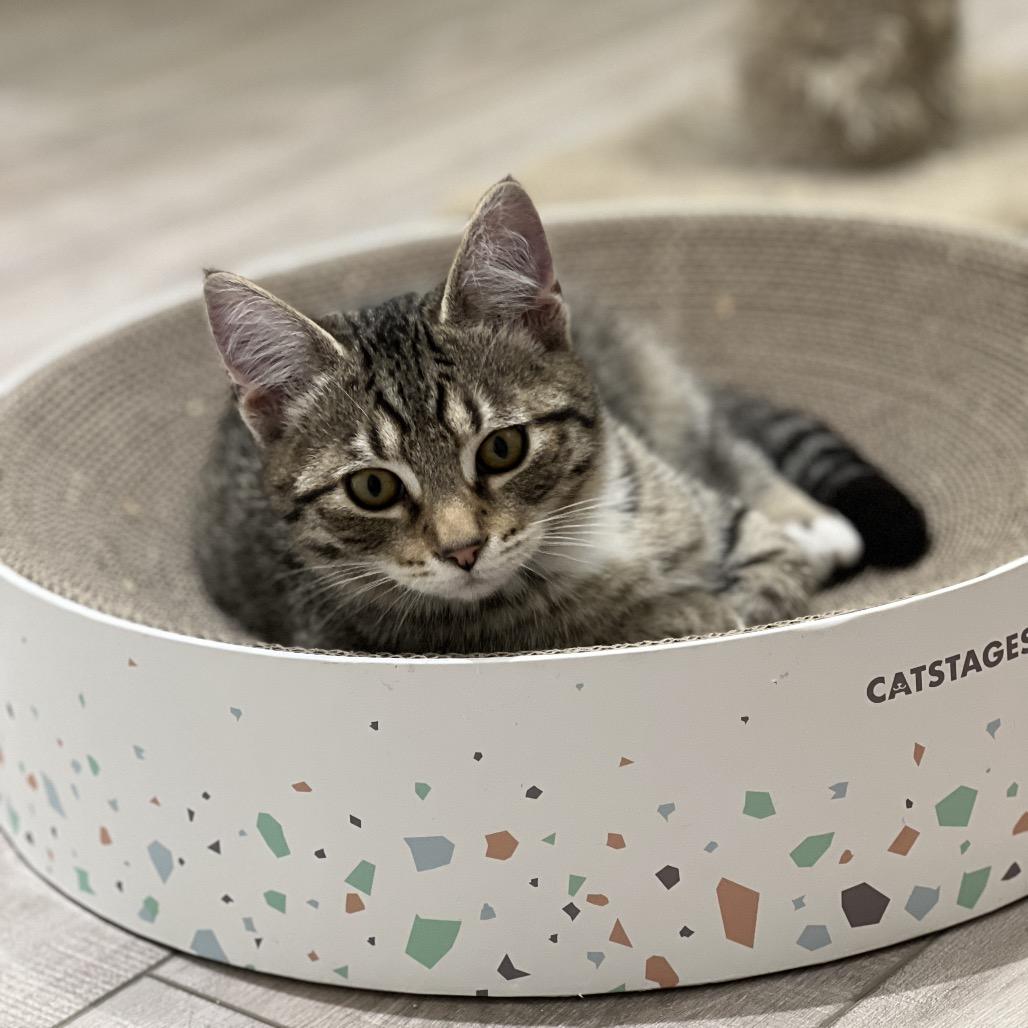 Enlarge Barbaro, a Adoptable Domestic Short Hair in Spokane, WA image 3/5