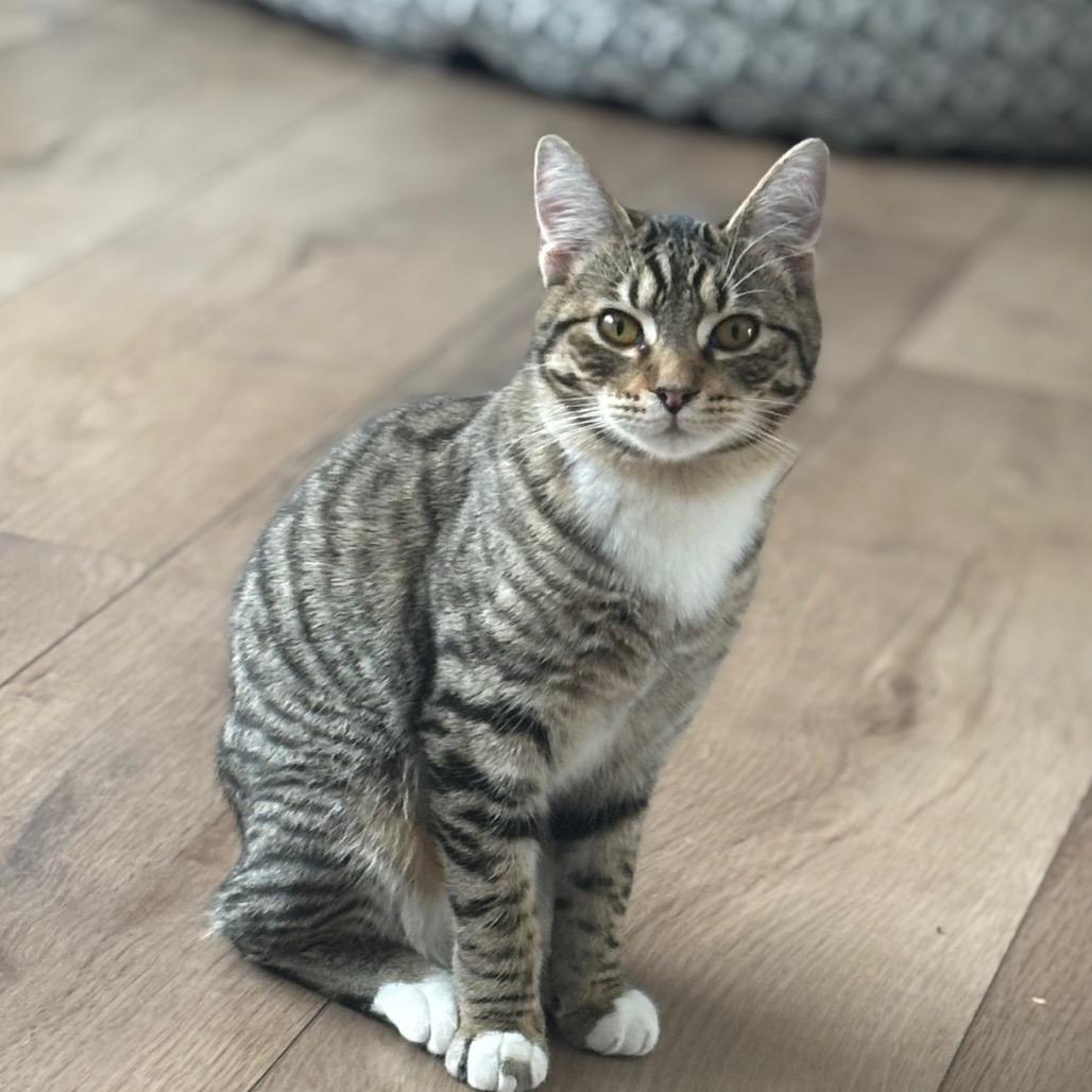 Enlarge Barbaro, a Adoptable Domestic Short Hair in Spokane, WA image 4/5