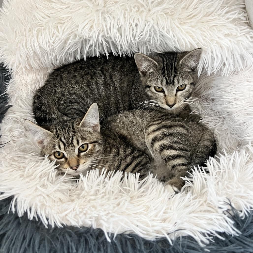 Enlarge Barbaro, a Adoptable Domestic Short Hair in Spokane, WA image 5/5