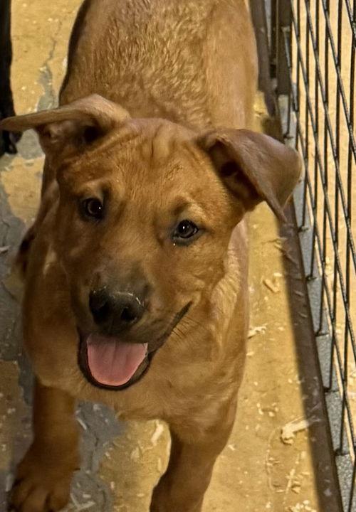Chewy, Adoptable, Puppy Male Labrador Retriever.