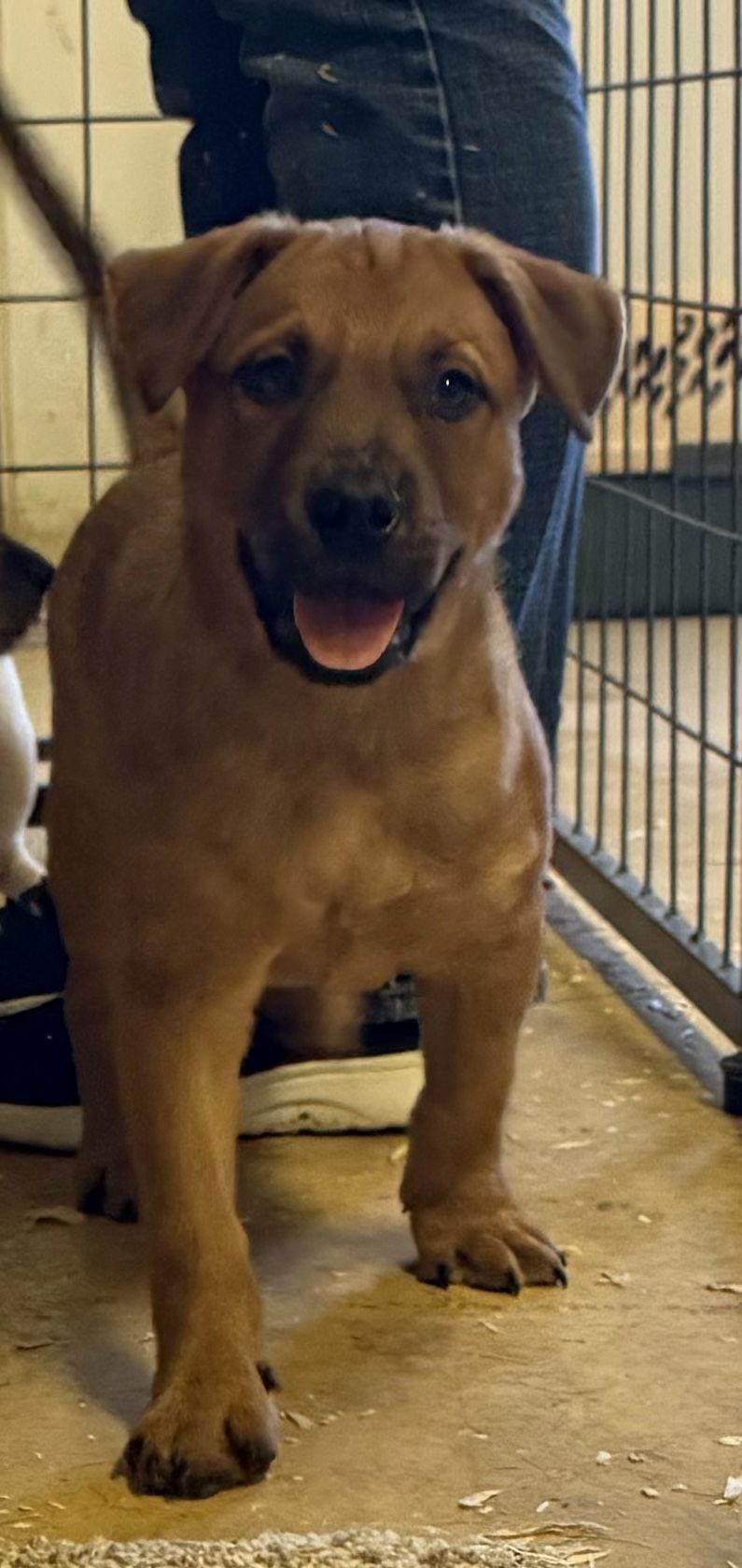 Enlarge Chewbacca "Chewy", a Adopted Labrador Retriever in Woodland, CA image 2/4