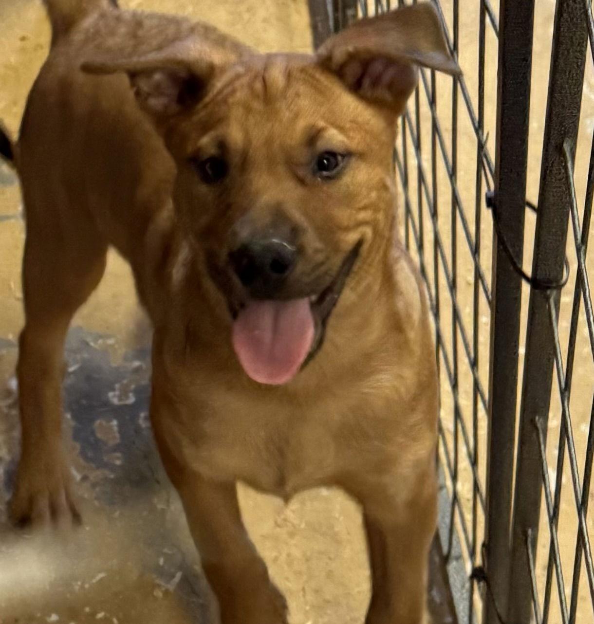 Enlarge Chewbacca "Chewy", a Adopted Labrador Retriever in Woodland, CA image 3/4