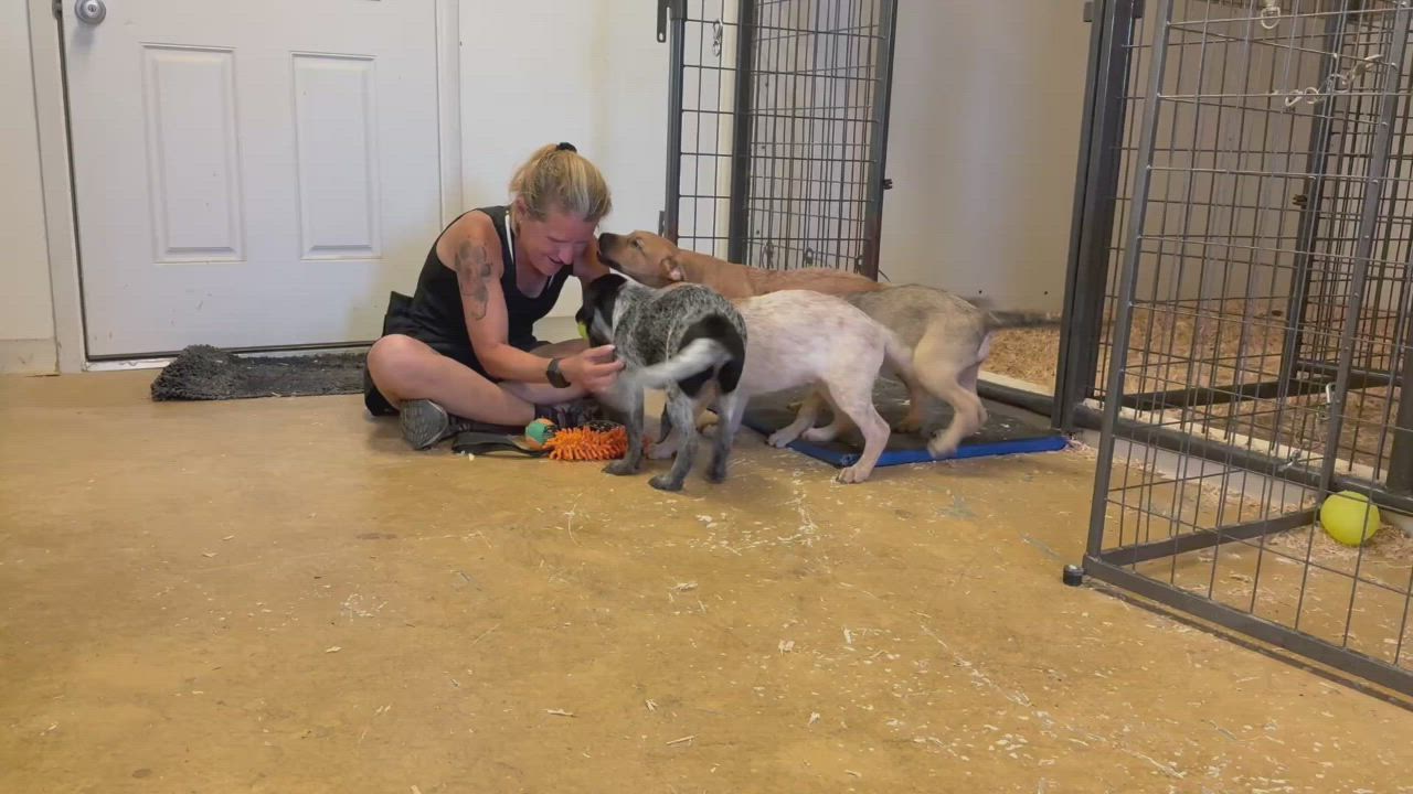 Enlarge Chewy, a Adoptable mixed breed in Woodland, CA video 5/6