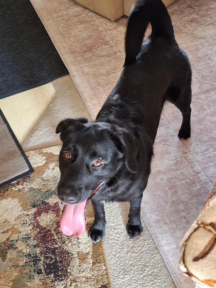 Lucy, Adoptable, Adult Female Labrador Retriever.