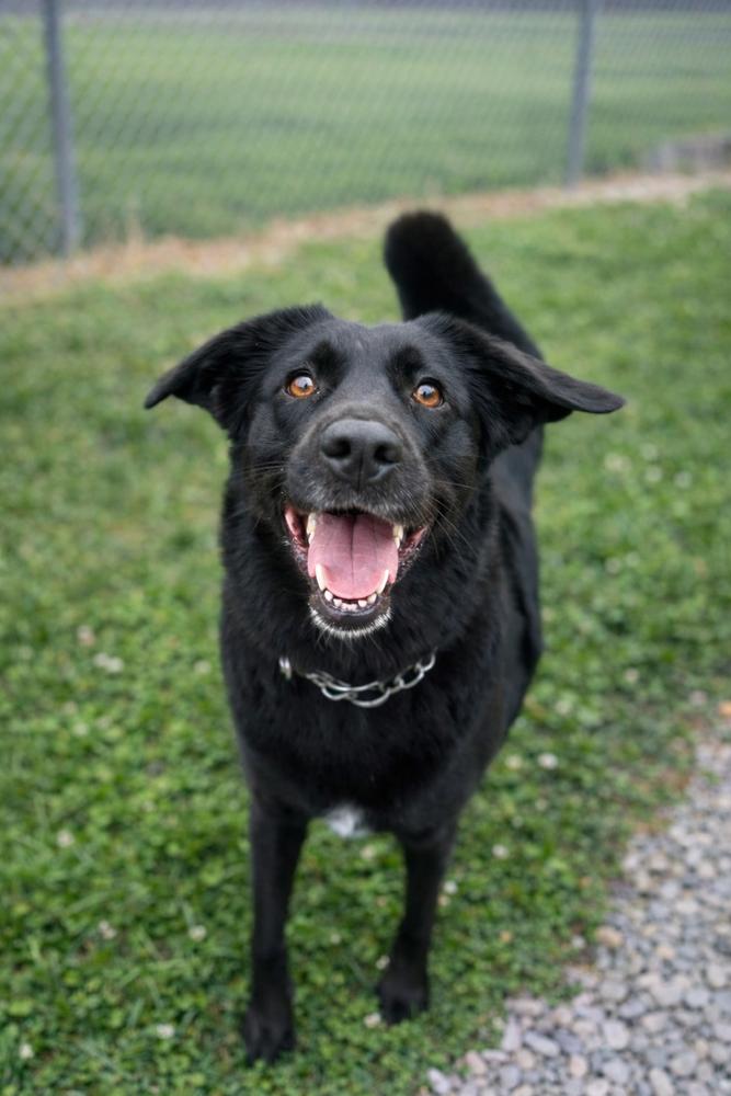 Enlarge Lucy, a Adoptable mixed breed in Lancaster, PA image 1/6