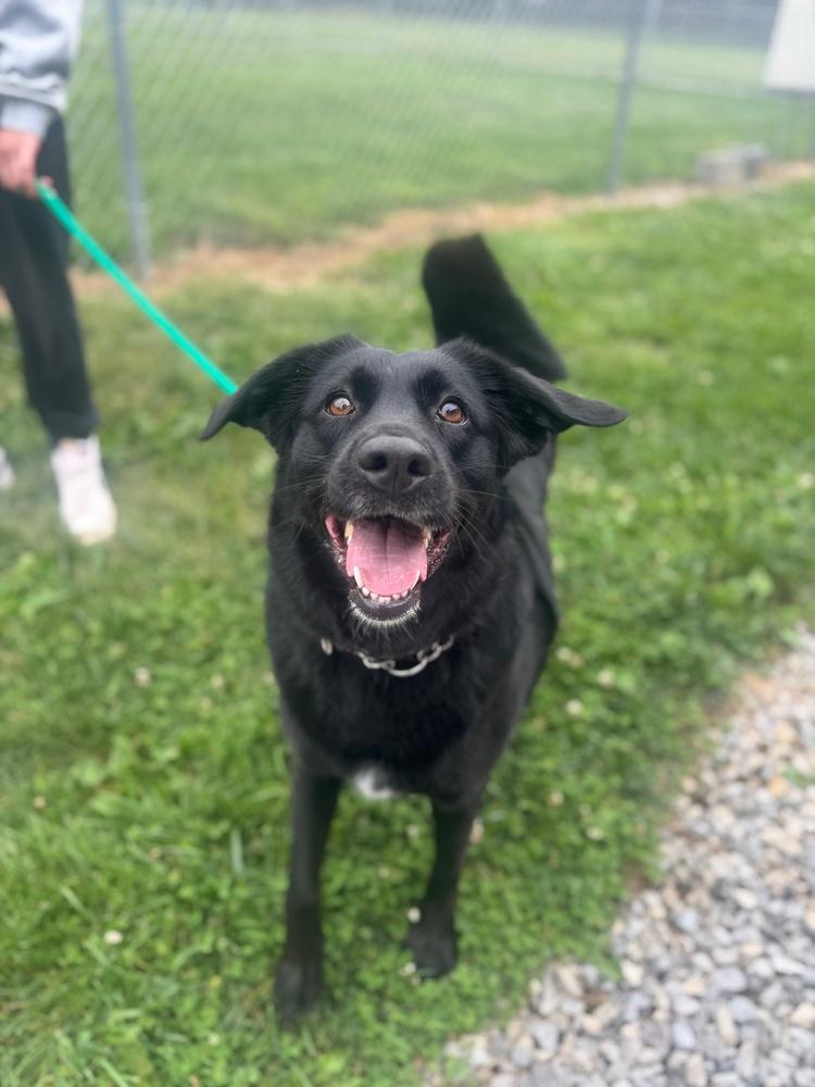 Lucy, Adoptable, Adult Female Labrador Retriever.