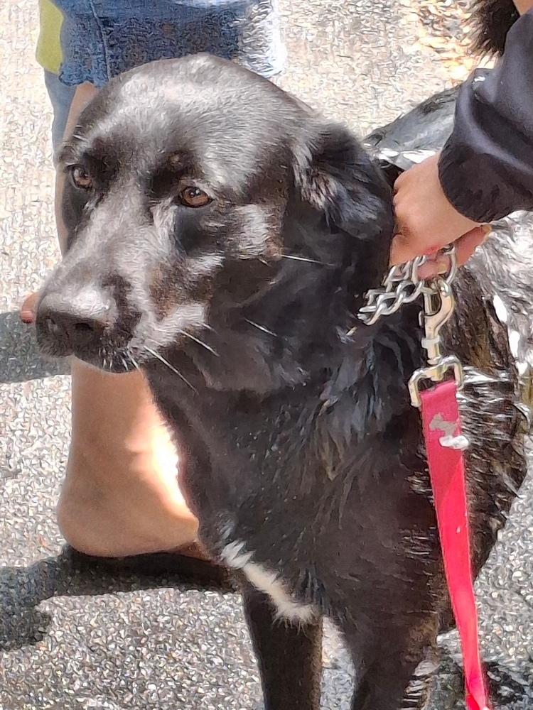 Lucy, Adoptable, Adult Female Labrador Retriever.