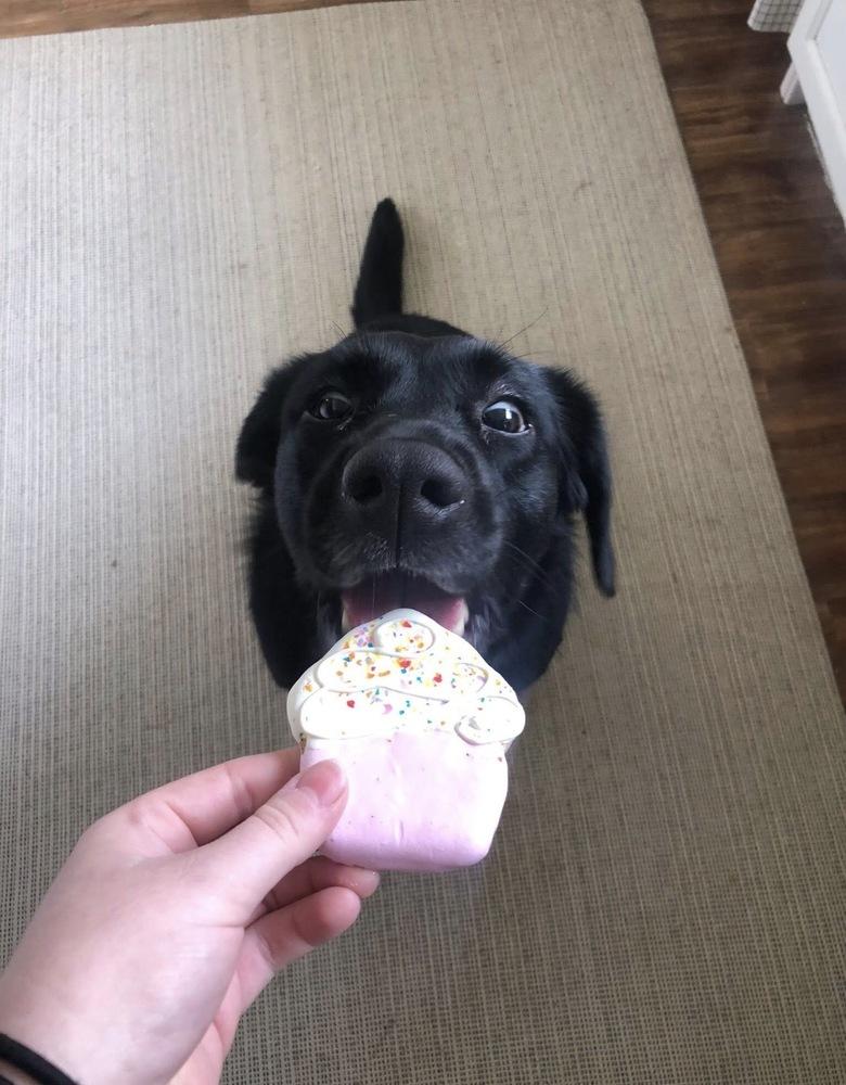 Lucy, Adoptable, Adult Female Labrador Retriever.