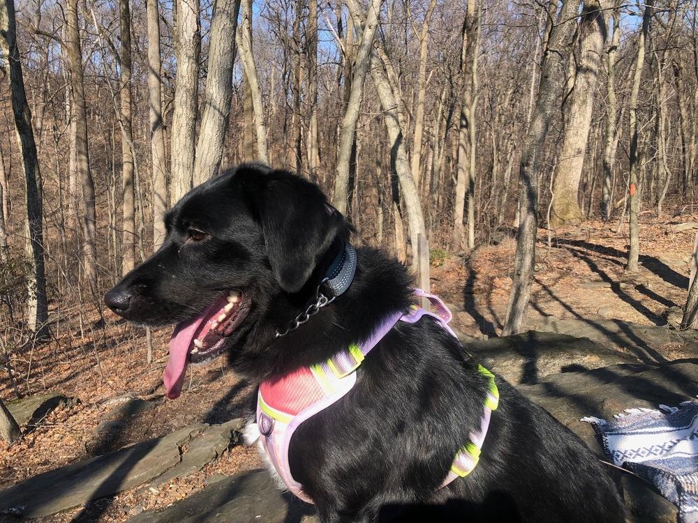 Enlarge Lucy, a Adoptable mixed breed in Lancaster, PA image 3/6