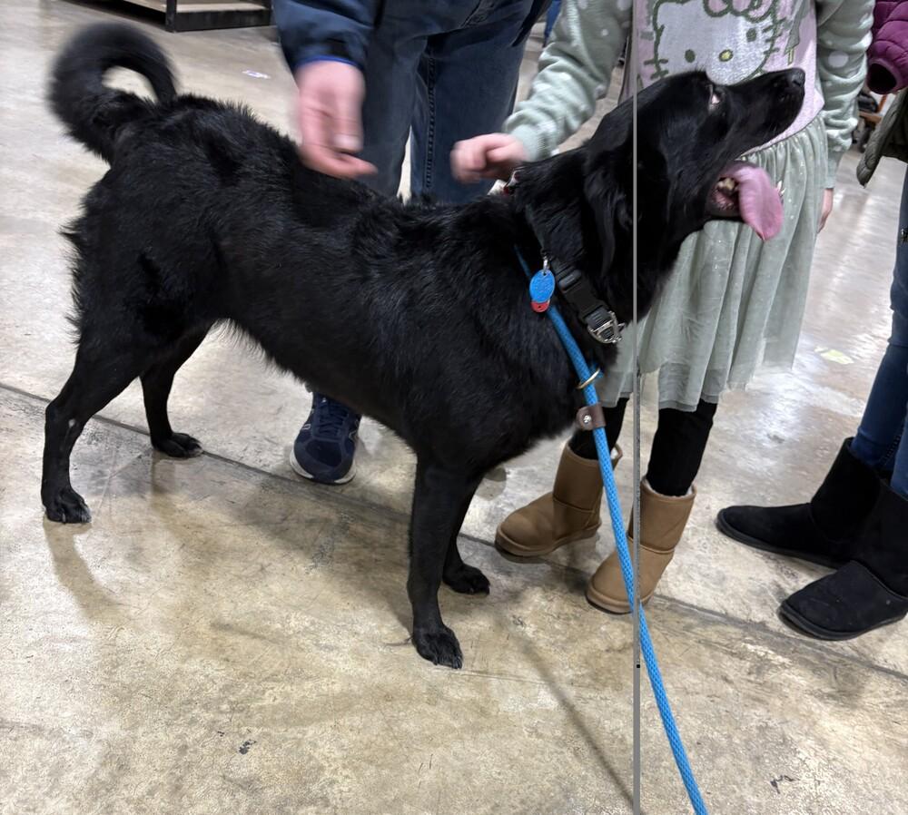 Lucy, Adoptable, Adult Female Labrador Retriever.