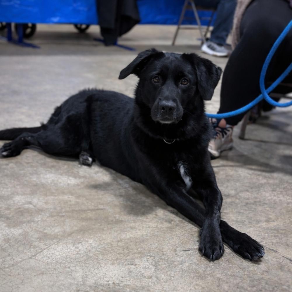 Lucy, a Adoptable mixed breed in Lancaster, PA image 2/6