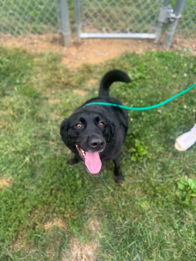 Lucy, a Adoptable mixed breed in Lancaster, PA image 4/6