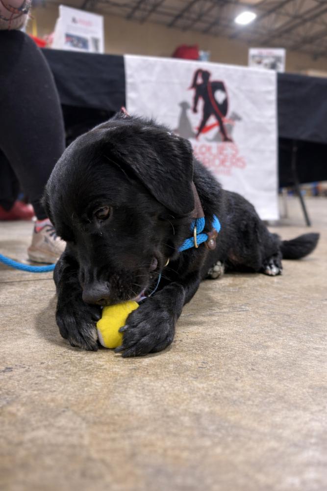 Lucy, a Adoptable mixed breed in Lancaster, PA image 3/6