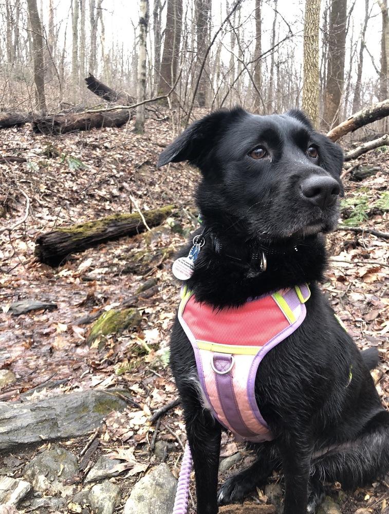 Lucy, a Adoptable mixed breed in Lancaster, PA image 3/6