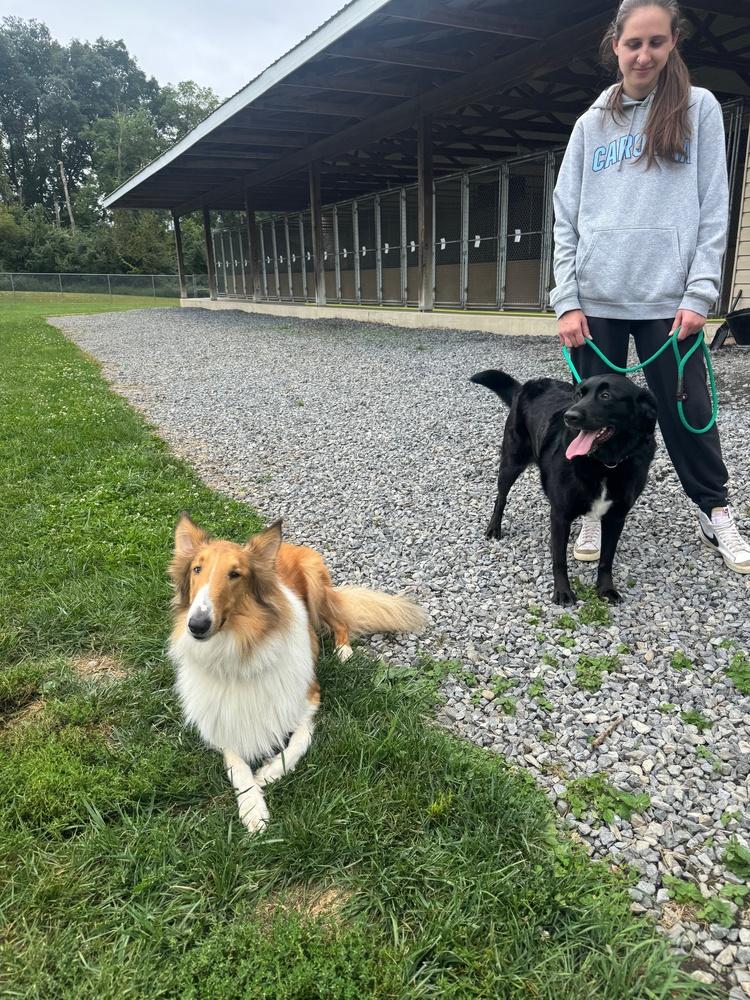 Lucy, a Adoptable mixed breed in Lancaster, PA image 5/6
