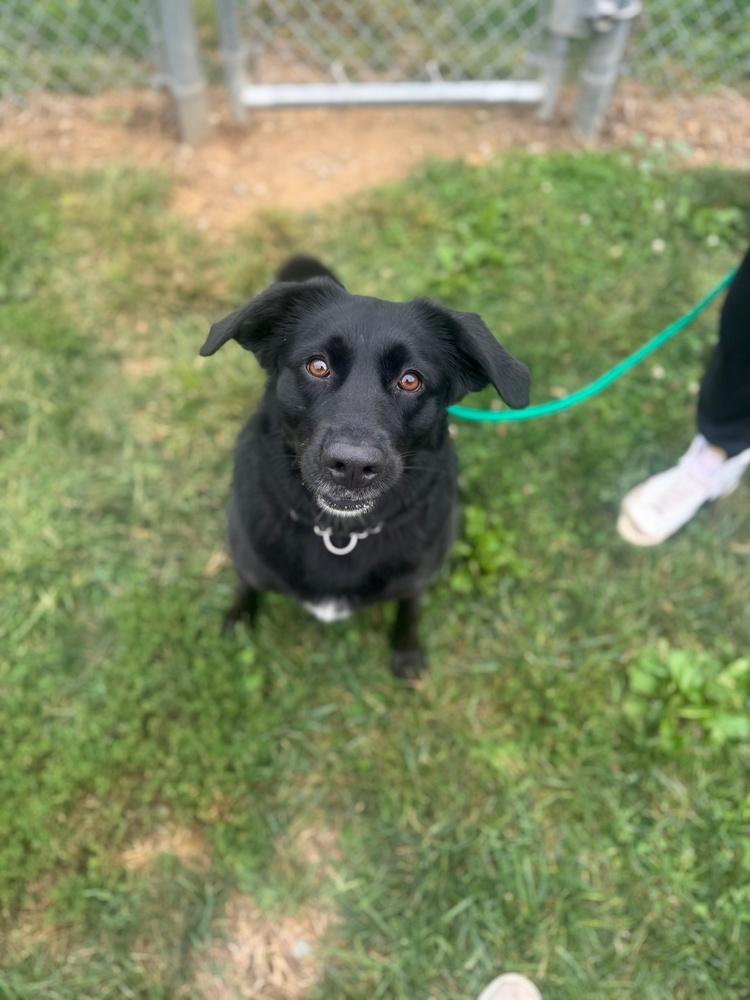 Lucy, a Adoptable mixed breed in Lancaster, PA image 6/6