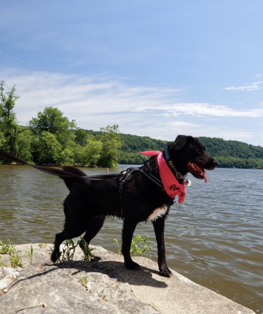Lucy, a Adoptable mixed breed in Lancaster, PA image 4/6
