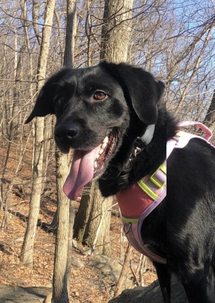 Lucy, Adoptable, Adult Female Labrador Retriever.