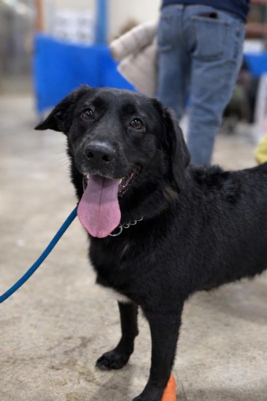 Lucy, a Adoptable mixed breed in Lancaster, PA image 4/6