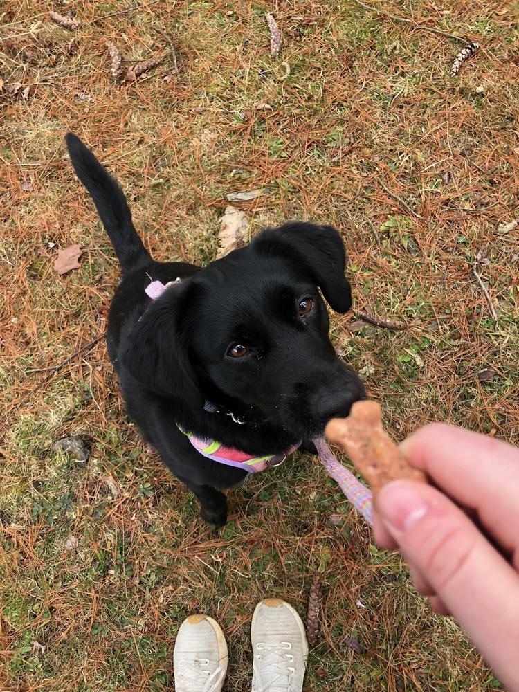 Enlarge Lucy, a Adoptable mixed breed in Lancaster, PA image 5/6