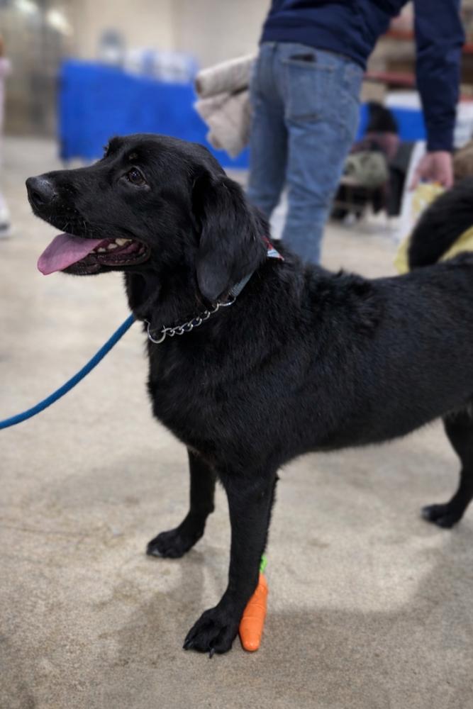 Lucy, a Adoptable mixed breed in Lancaster, PA image 6/6