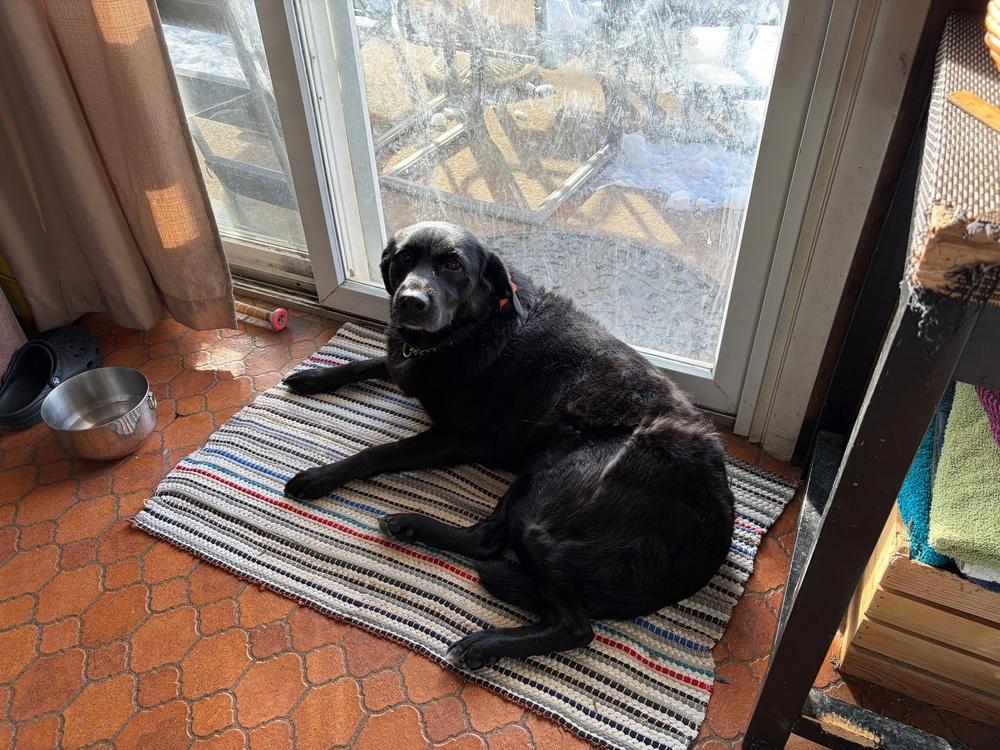 Enlarge Lucy, a Adoptable mixed breed in Lancaster, PA image 6/6