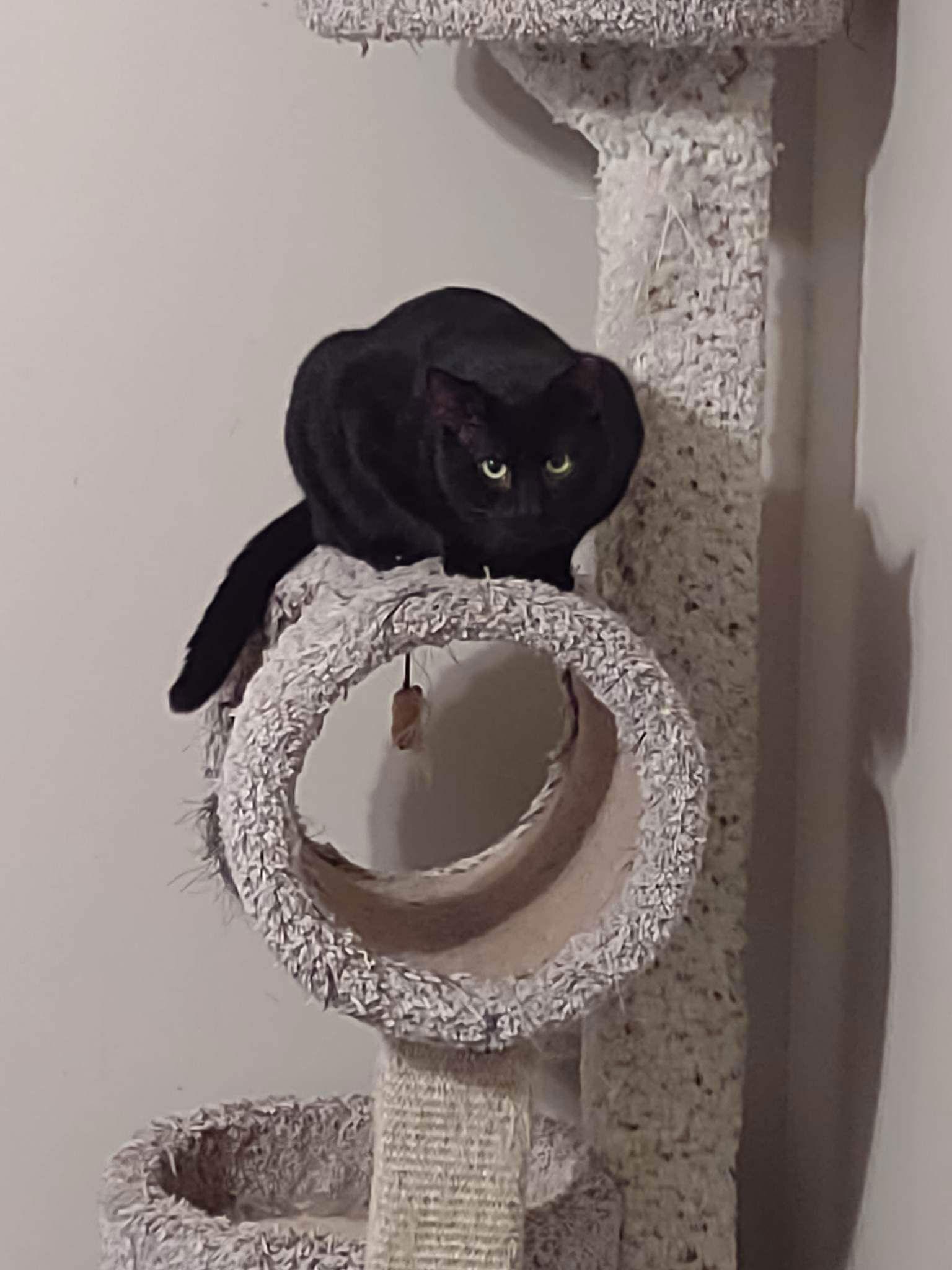 Spork, a Adoptable Domestic Short Hair in Camden, SC image 1/2