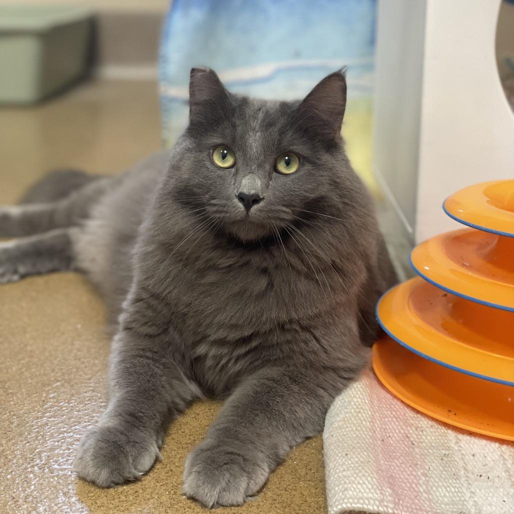 Sourdough, a Adoptable Domestic Medium Hair in Naperville, IL image 1/6