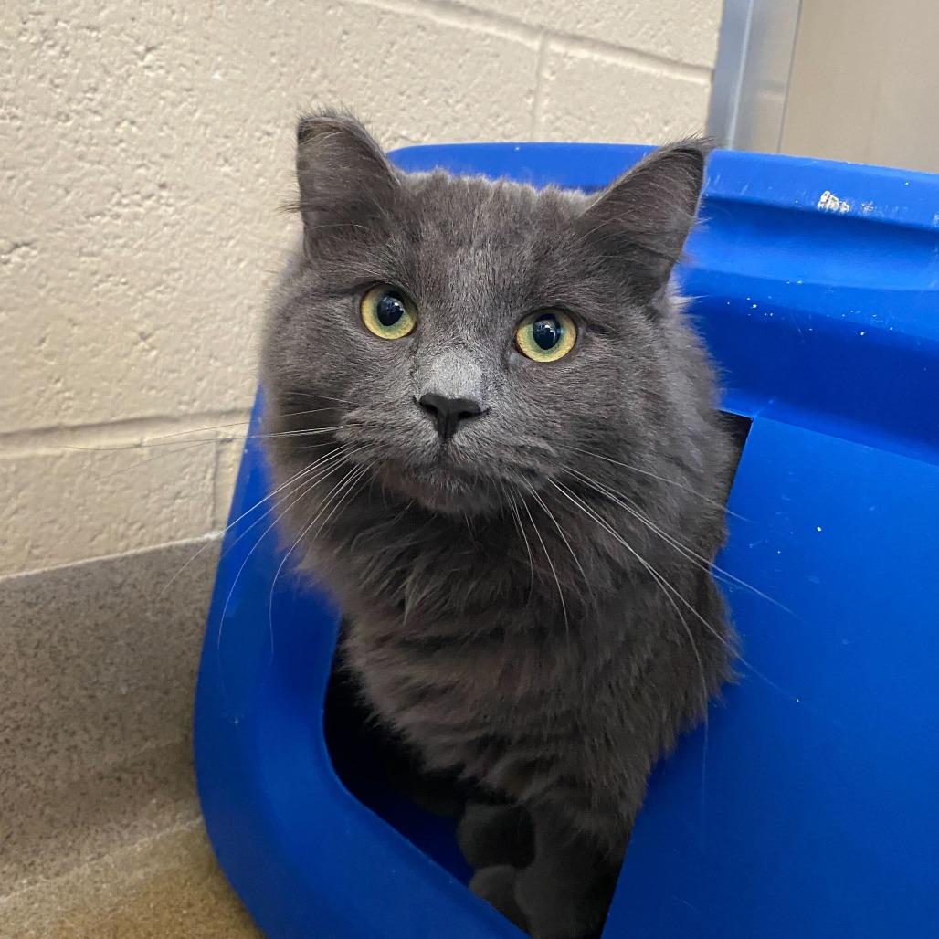 Sourdough, a Adoptable Domestic Medium Hair in Naperville, IL image 2/6
