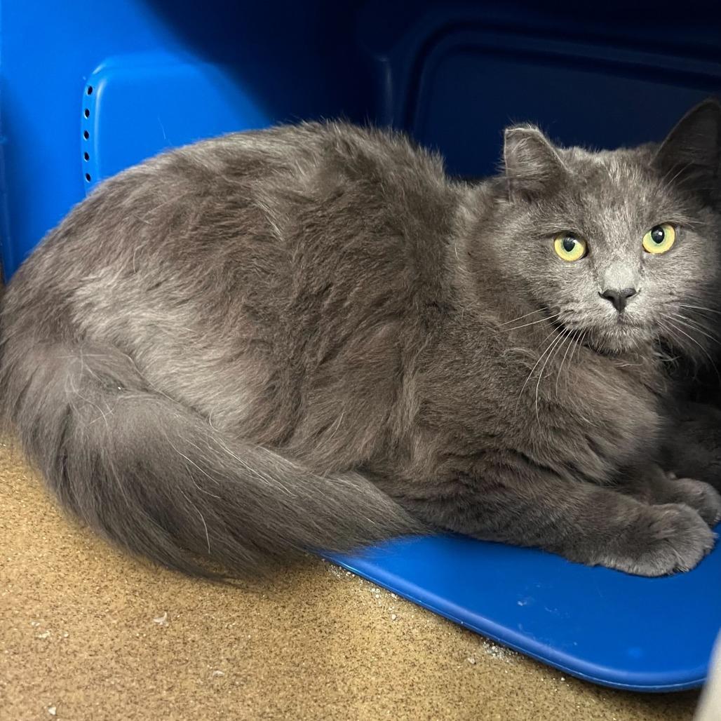 Sourdough, a Adoptable Domestic Medium Hair in Naperville, IL image 3/6