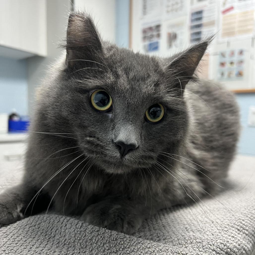 Sourdough, a Adoptable Domestic Medium Hair in Naperville, IL image 4/6