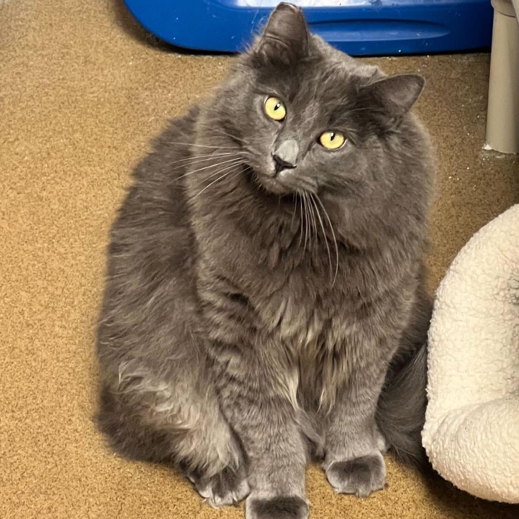 Sourdough, a Adoptable Domestic Medium Hair in Naperville, IL image 5/6