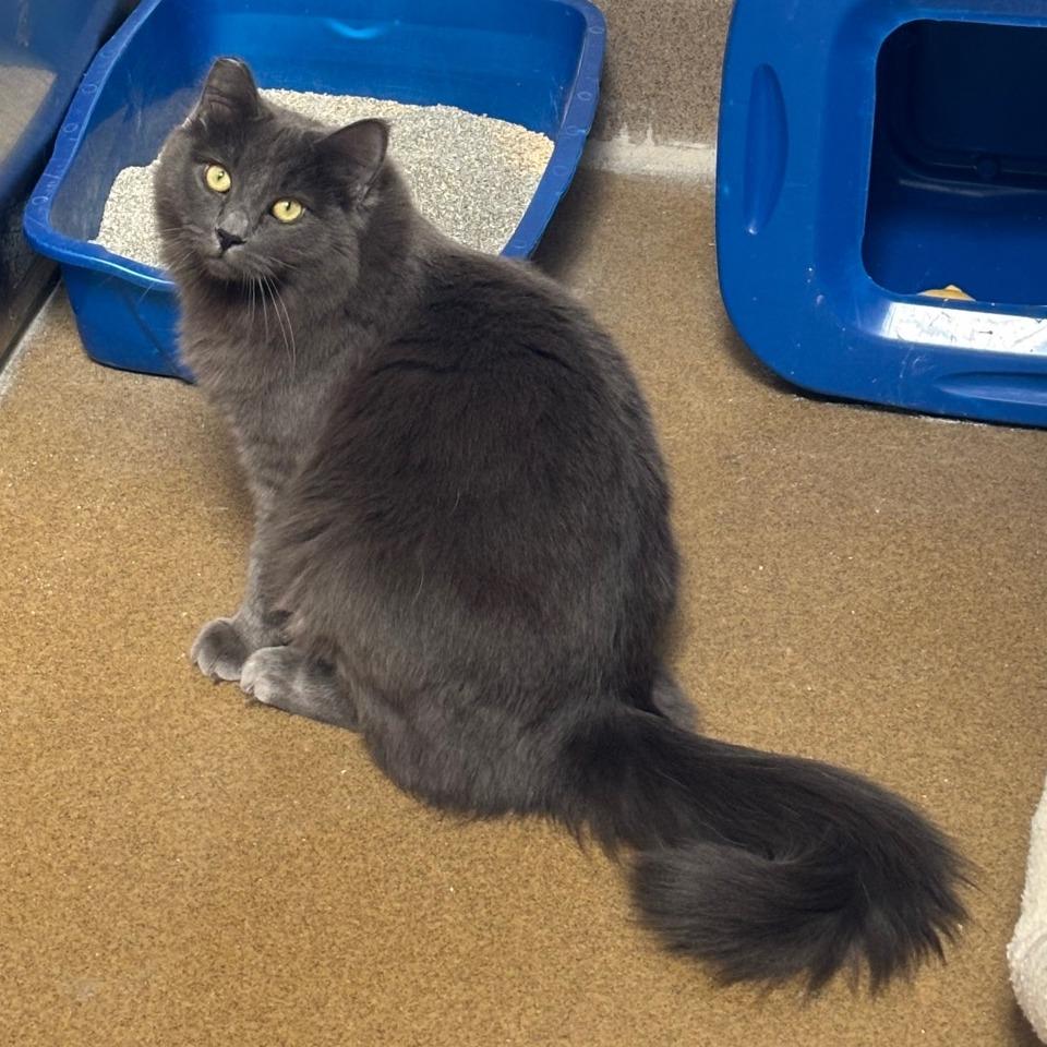 Sourdough, a Adoptable Domestic Medium Hair in Naperville, IL image 6/6