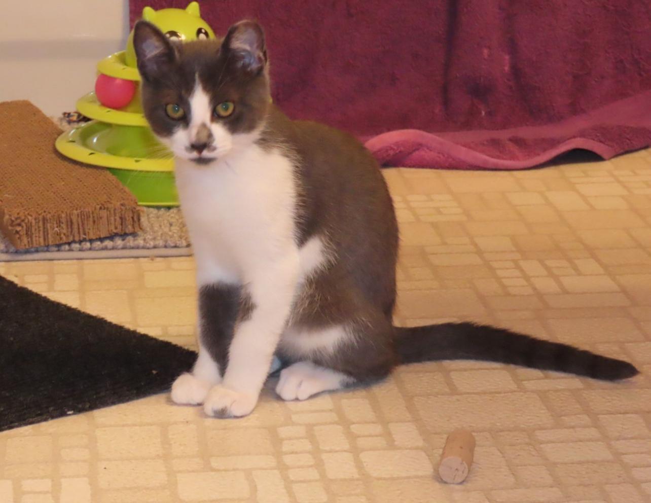 Goose, a Adoptable Domestic Short Hair in Rochester, WA image 4/4